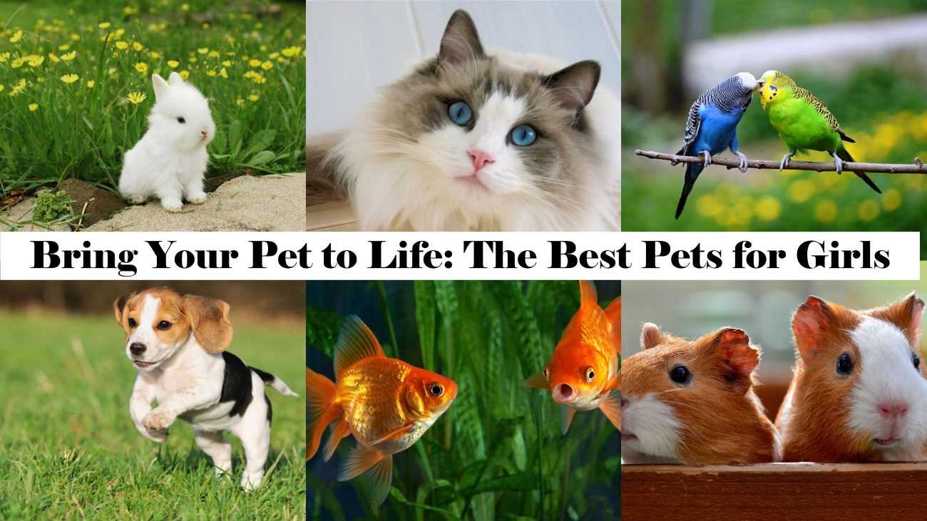 Bring Your Pet In Your Life - The Best Pets for Girls