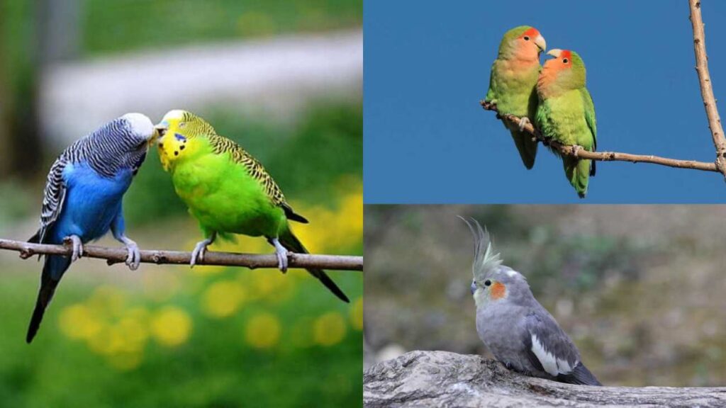 Budgerigar - Cockatiel - Lovebird - Popular Birds suitable for girls