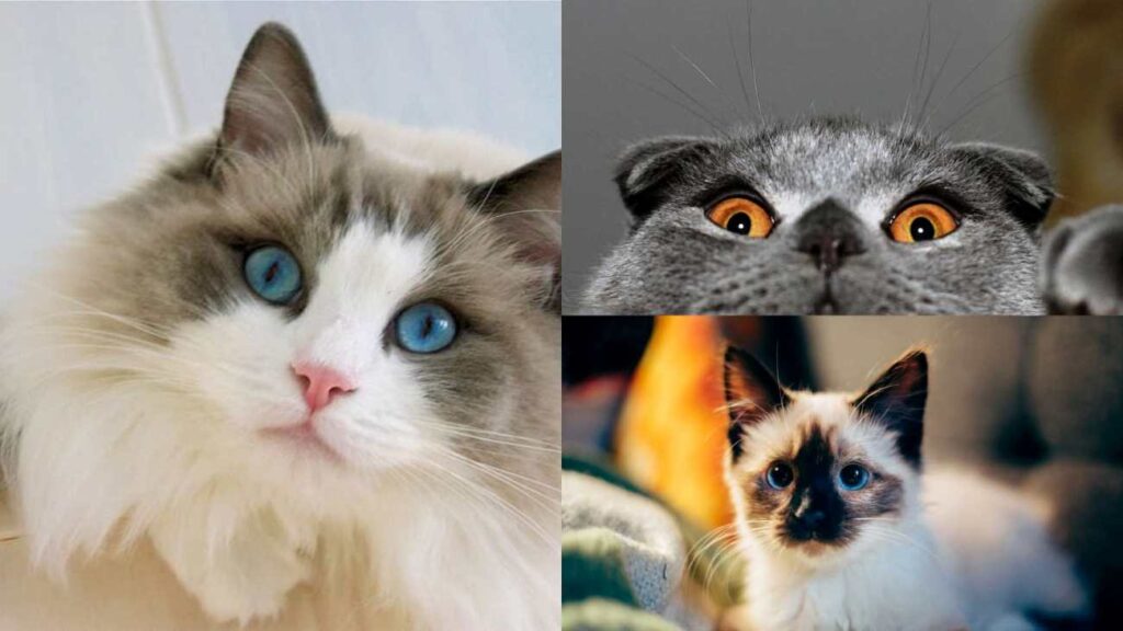 Siamese - Ragdoll - British Shorthair - Popular Cat suitable for girls